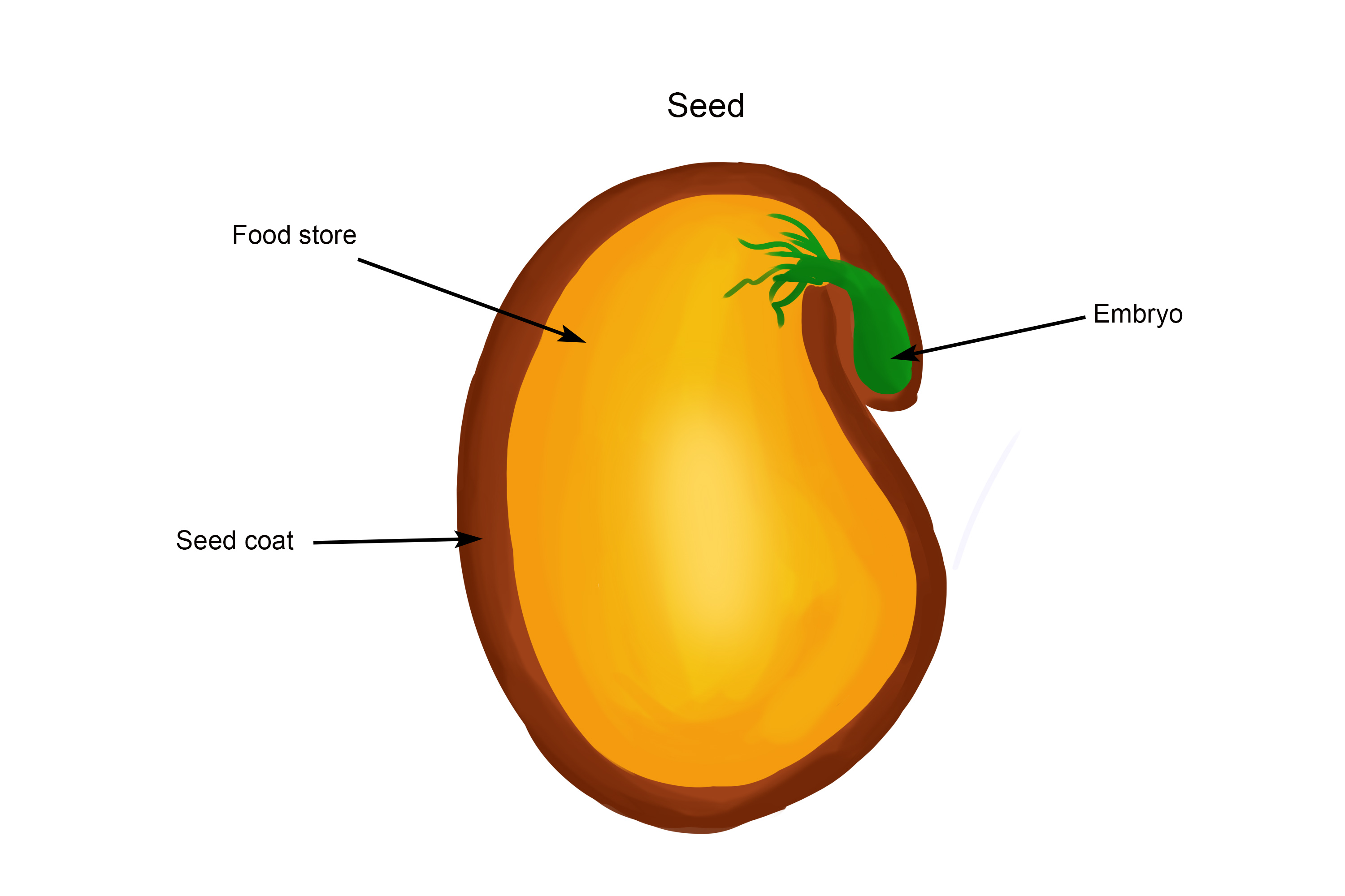Once an egg is fertilized it becomes a seed the seed is sorounded by a food store that provides the embryo with enough food to continue growth